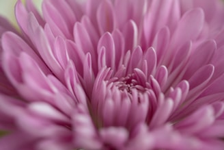 A close-up of a blooming flower showcasing intricate details.