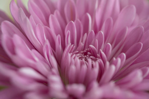 A close-up illustration of a blooming flower with intricate petal details.