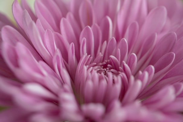 A close-up of a blooming flower showcasing intricate details.