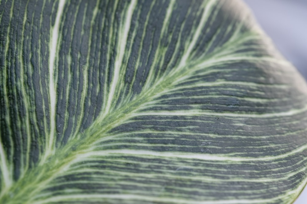 a close up of a large green leaf