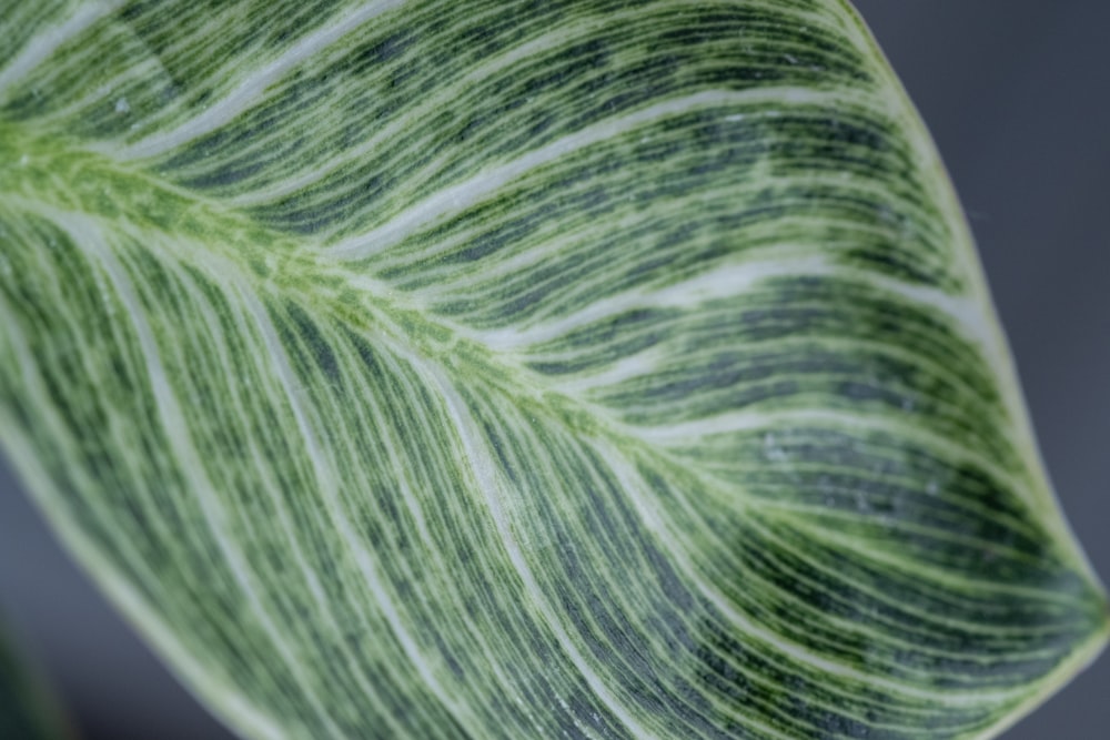 a close up of a large green leaf