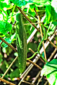 Close-up of healthy cucumber vines supported by trellises under clear blue skies.