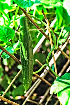 Farmers harvesting fresh cucumbers in the early morning light.