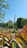 A beautiful garden with vibrant green foliage and manicured lawns is framed by red-purplish leaves in the foreground. In the background, the spires and dome of a mosque rise majestically against a clear blue sky, surrounded by tall trees.