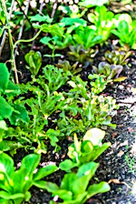 Healthy garden plants being divided and replanted in a sunny spot.