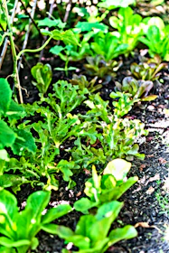 Healthy garden plants being divided and replanted in a sunny spot.
