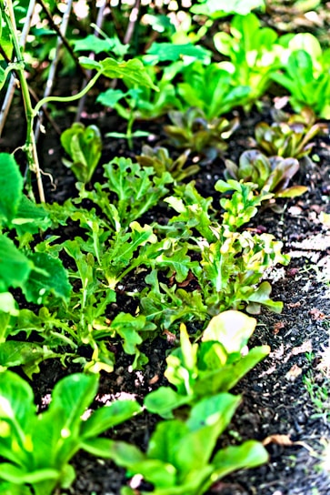 Children joyfully planting seeds in a garden bed, sunlight filtering through leaves.