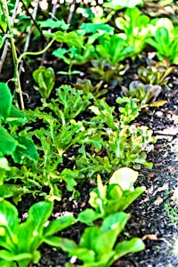 Garden Starter Set
