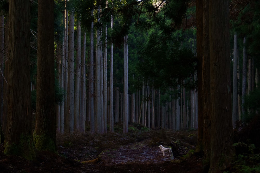 um cachorro em pé no meio de uma floresta