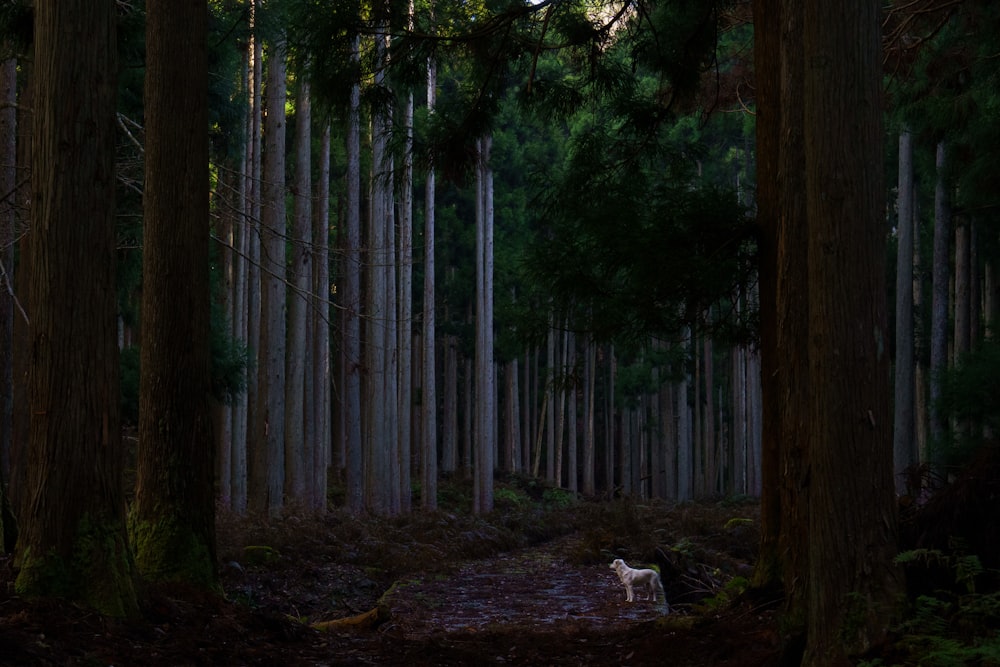 a dog standing in the middle of a forest