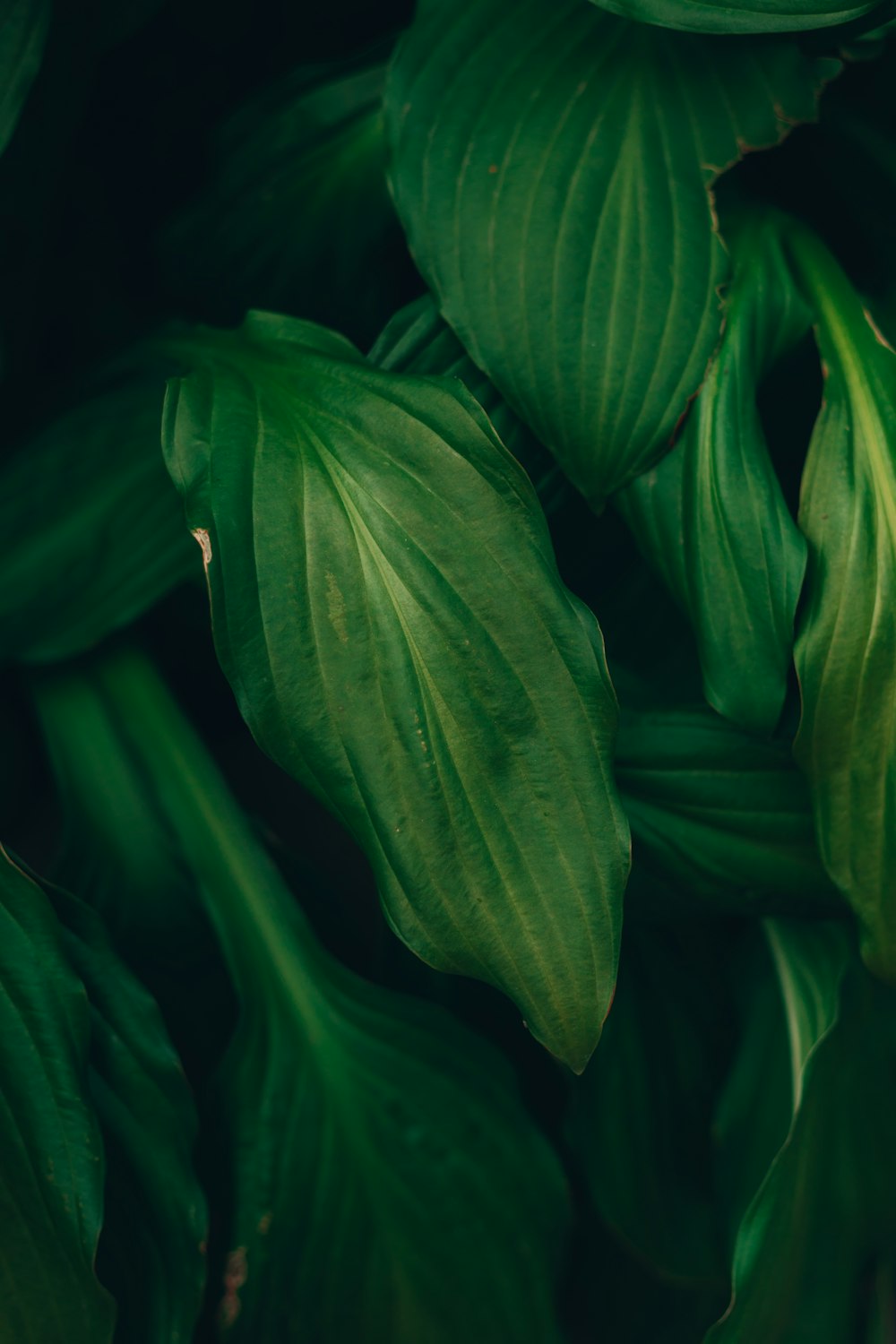 a close up of a green leafy plant