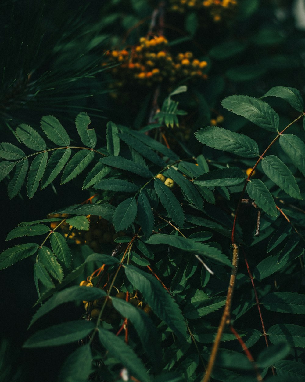 a bunch of green leaves and yellow flowers