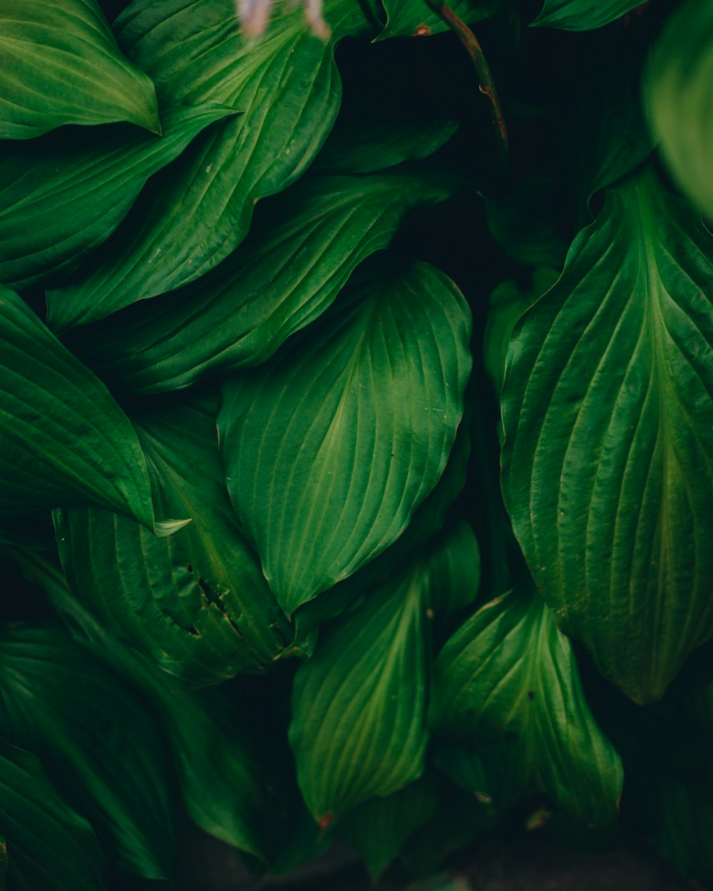 a close up of a bunch of green leaves