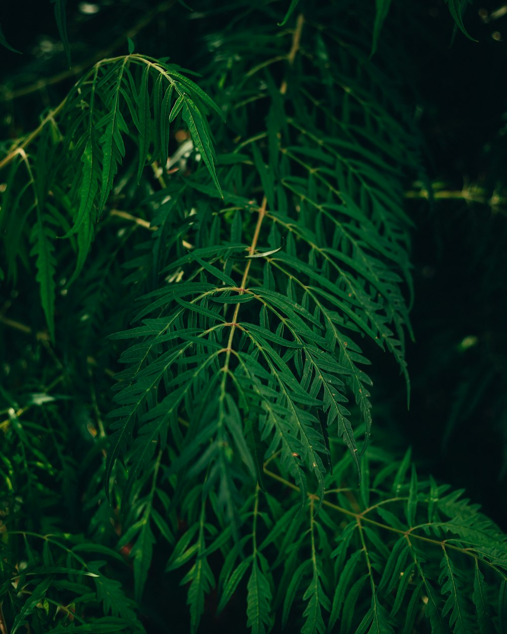 a close up of a green leafy plant