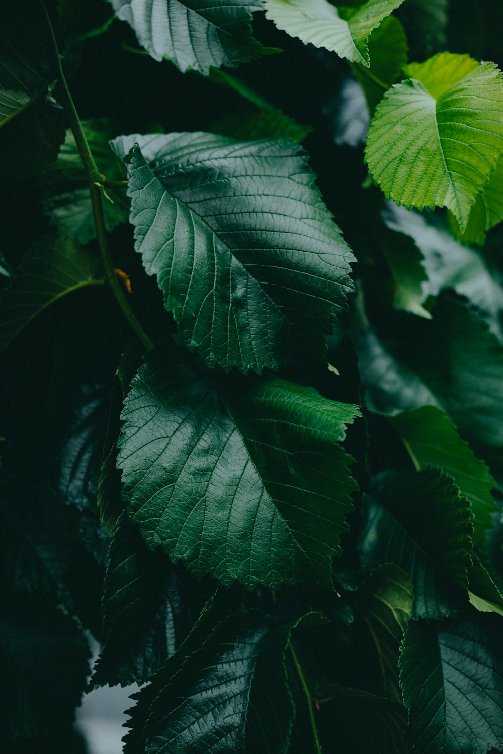 a close up of green leaves on a tree