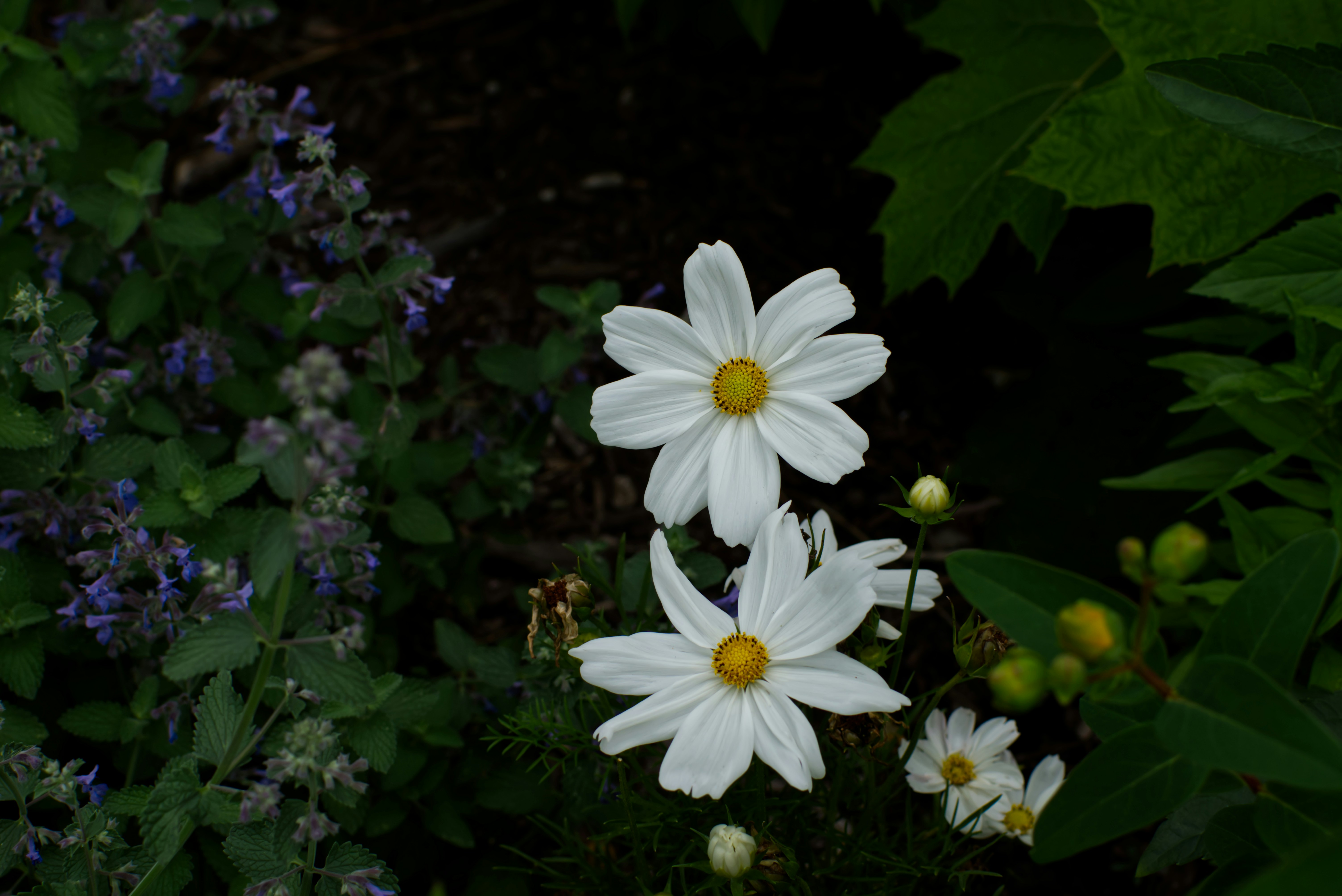 White Flowers