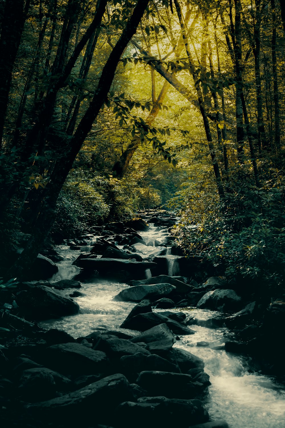 a stream running through a lush green forest