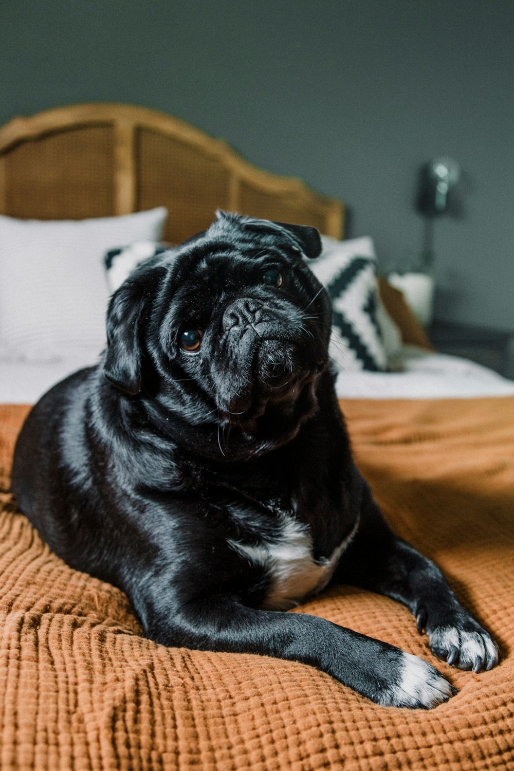 a black dog laying on top of a bed