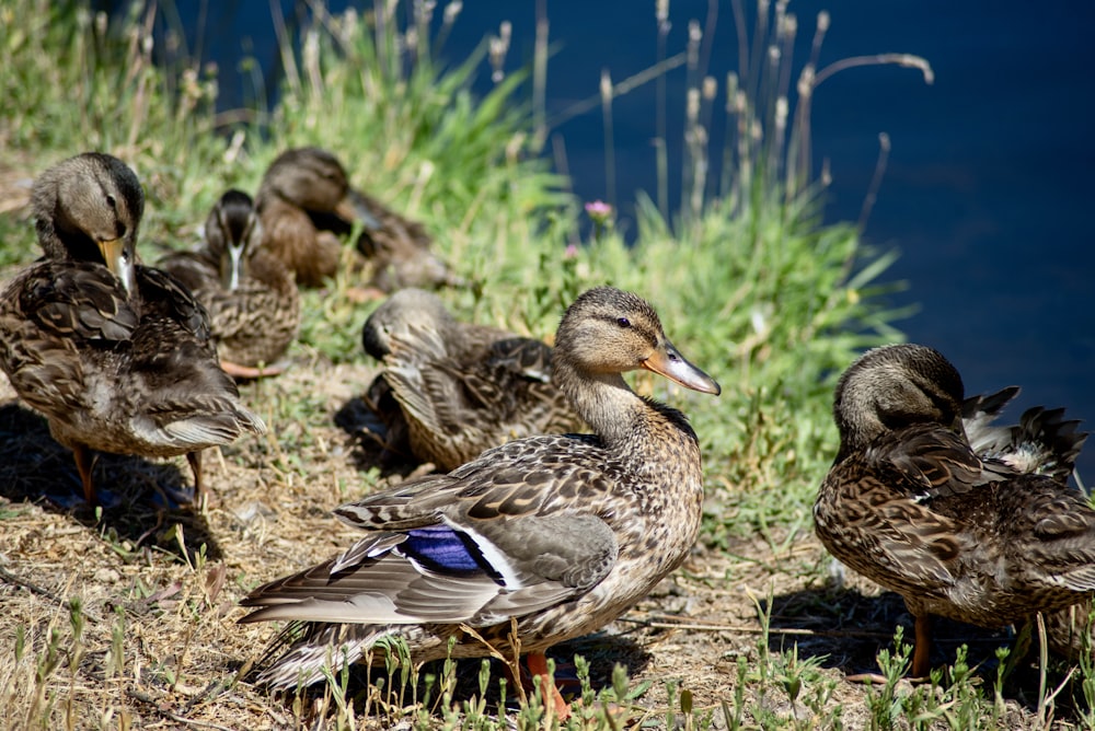 a flock of ducks standing on top of a grass covered field