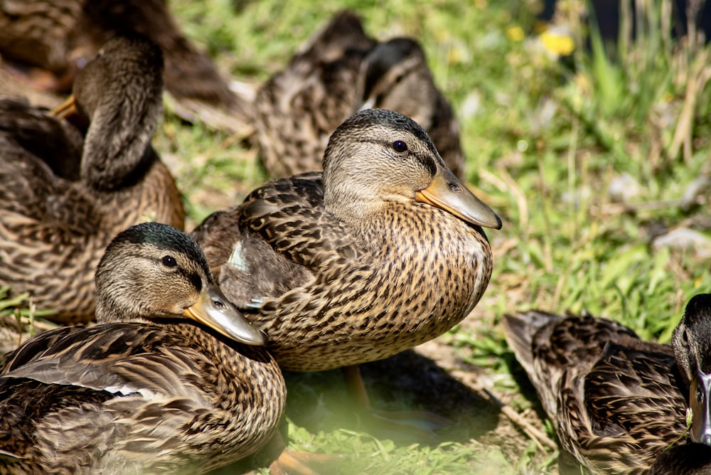 a group of ducks that are sitting in the grass