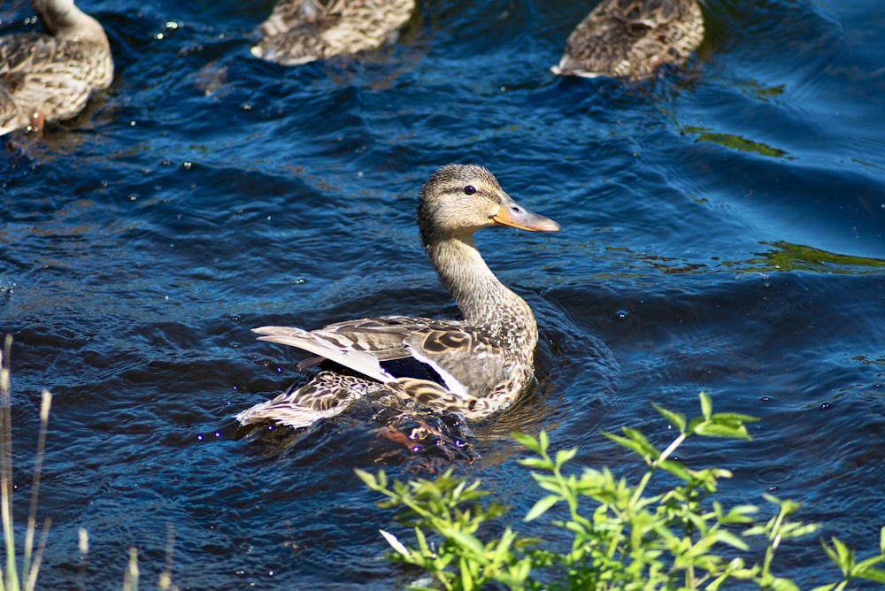 a group of ducks floating on top of a body of water