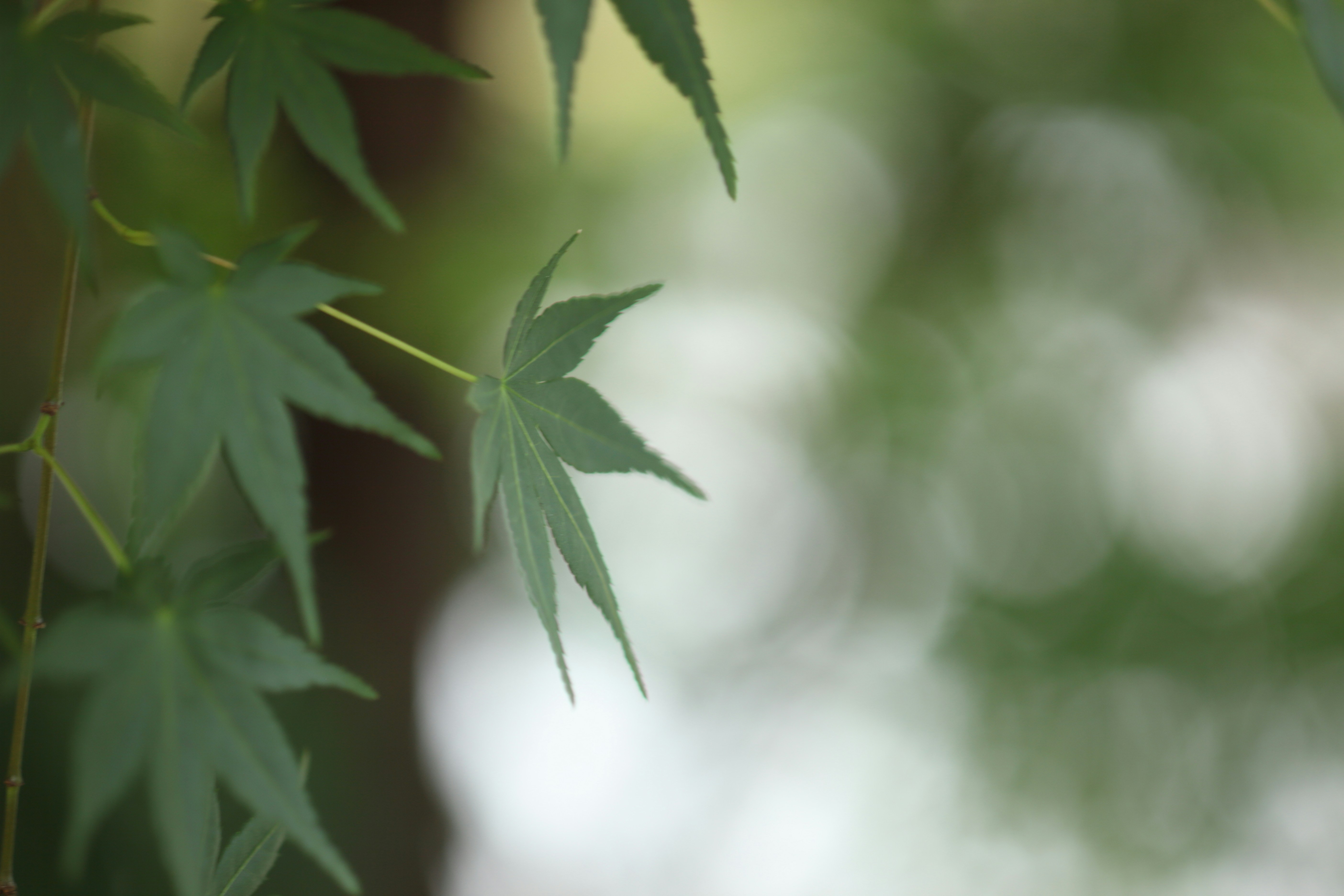 Photo by takatsuchida