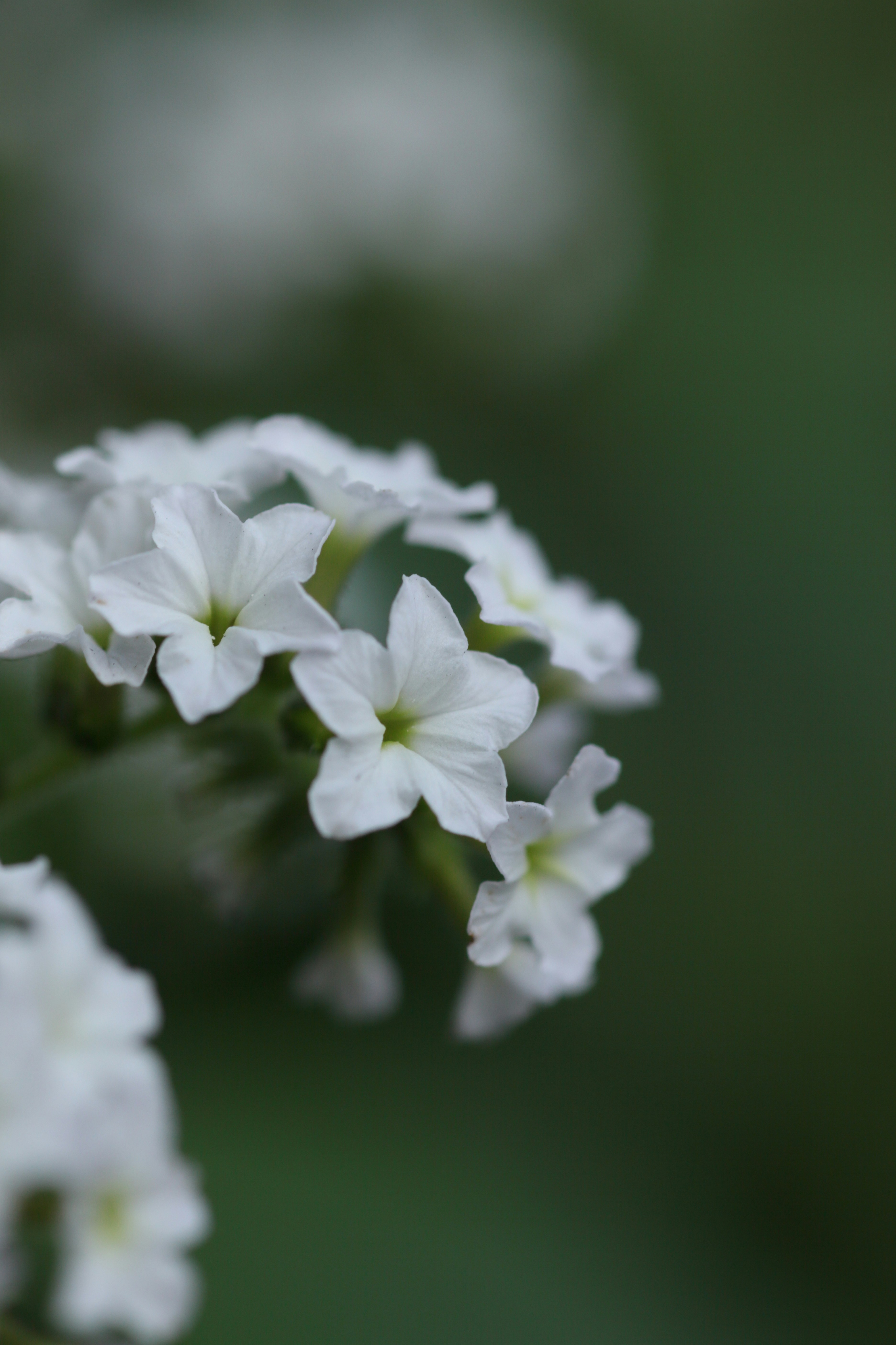 Photo by takatsuchida