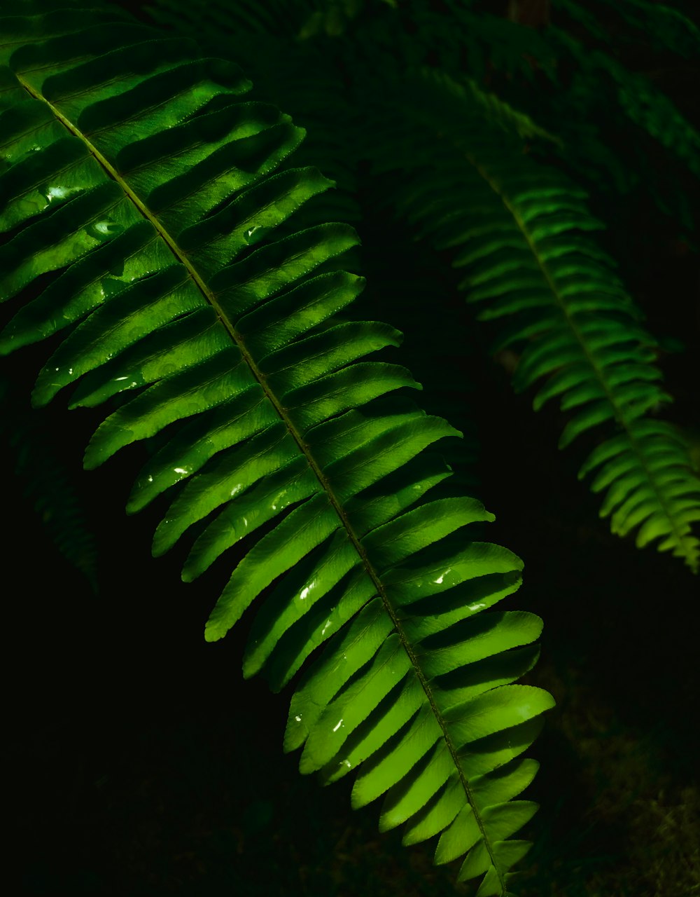 a close up of a green plant with drops of water on it