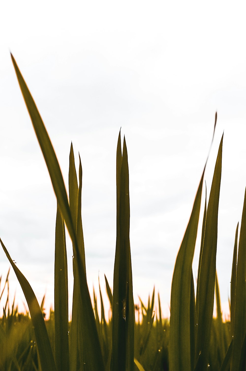 a field of grass with a sky in the background