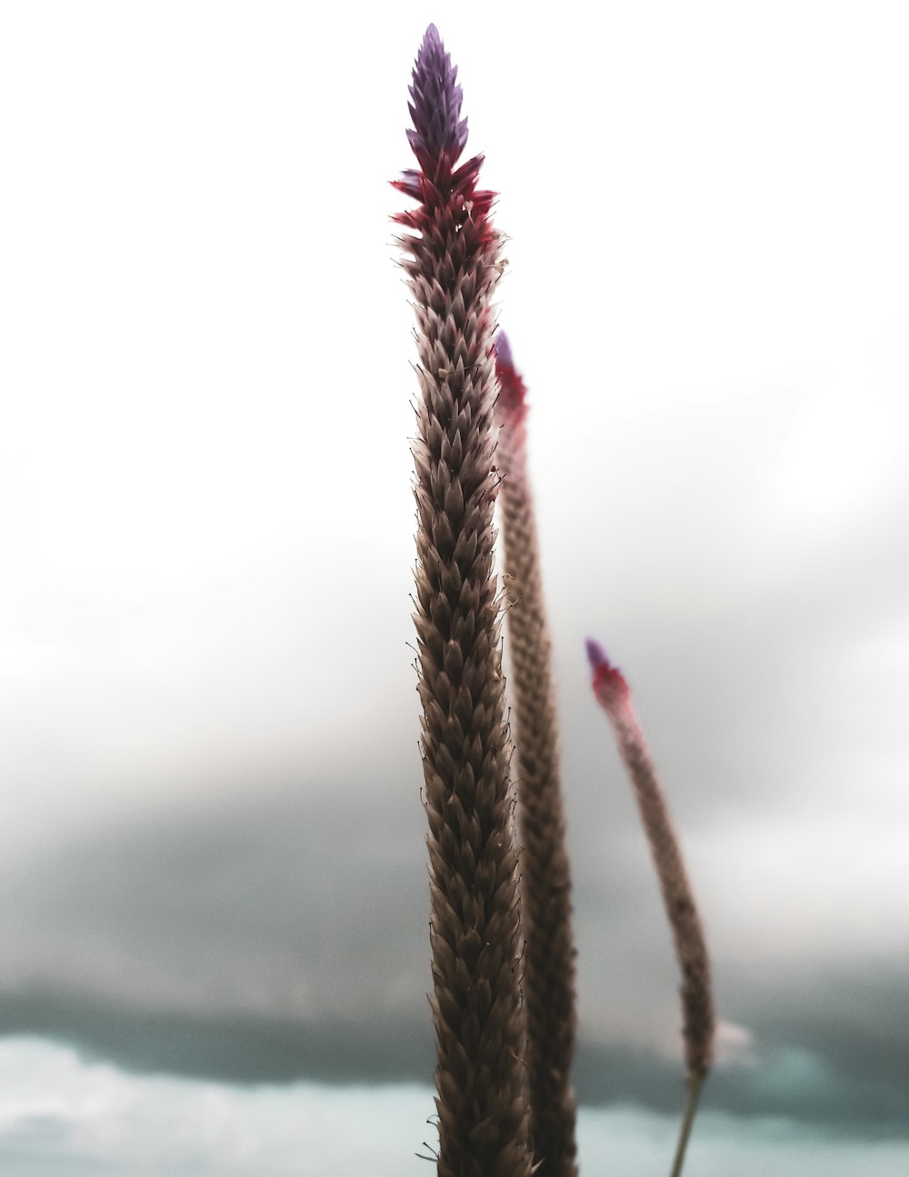 a close up of a plant with a sky in the background