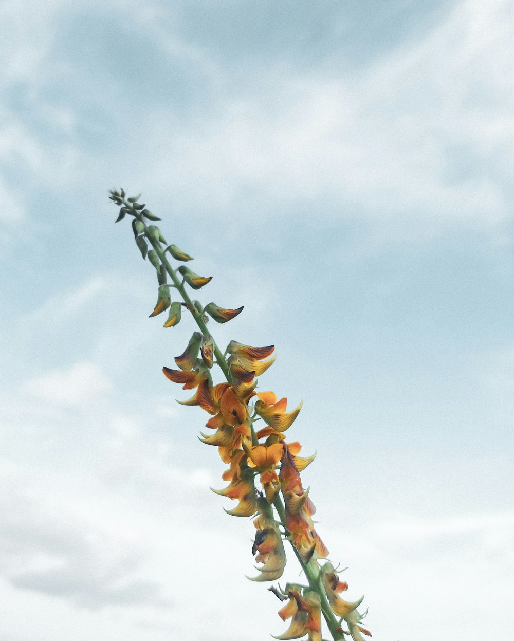 a tall plant with yellow flowers on a cloudy day