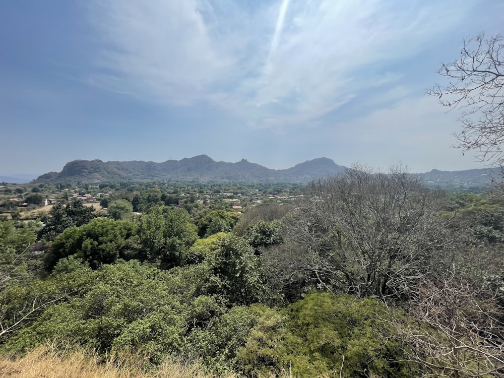 a view of the mountains and trees from a hill