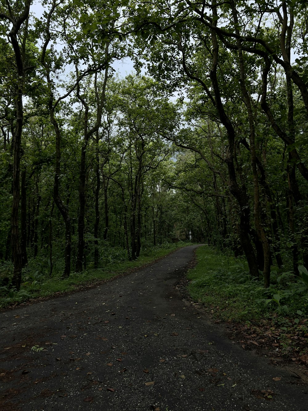 a road in the middle of a forest with lots of trees