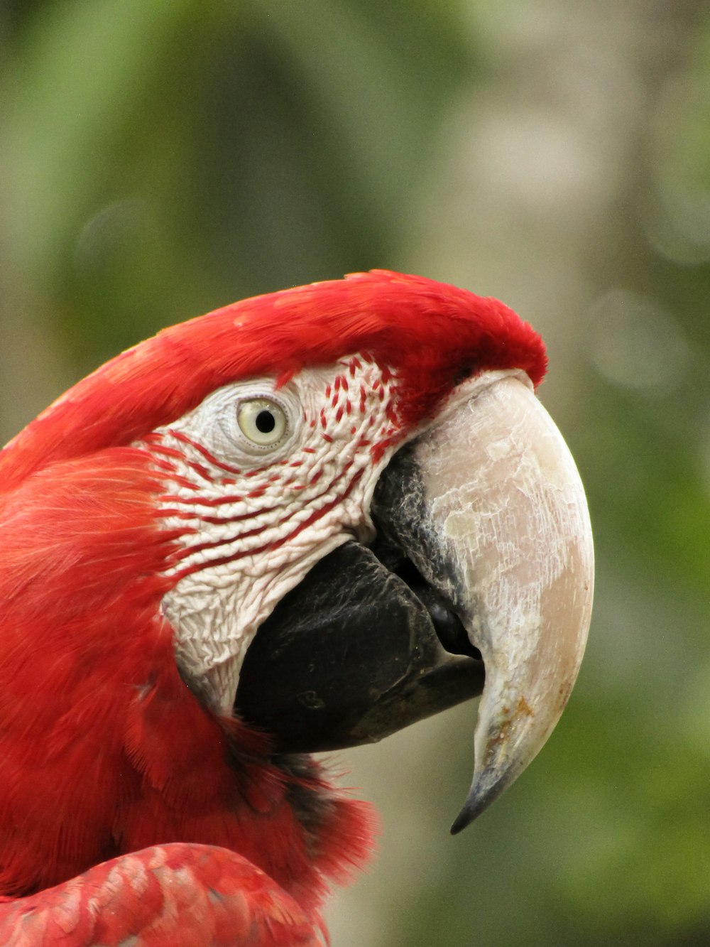 a close up of a red parrot with a black beak