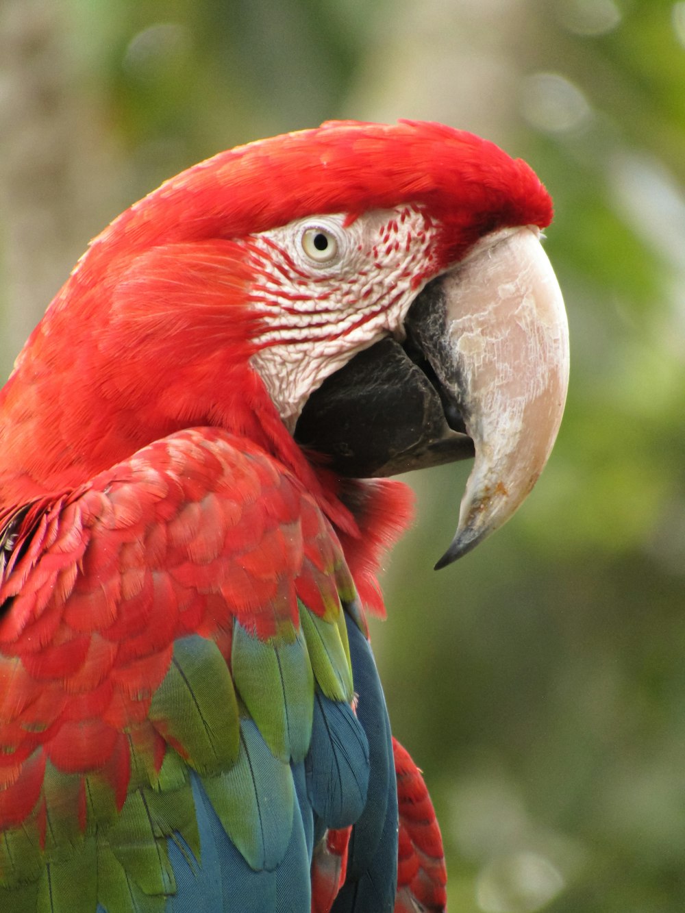 a red and green parrot with a white beak