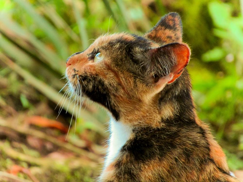 a close up of a cat looking up at something