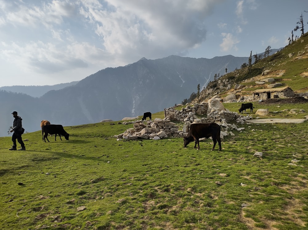 a group of cows grazing on a lush green hillside