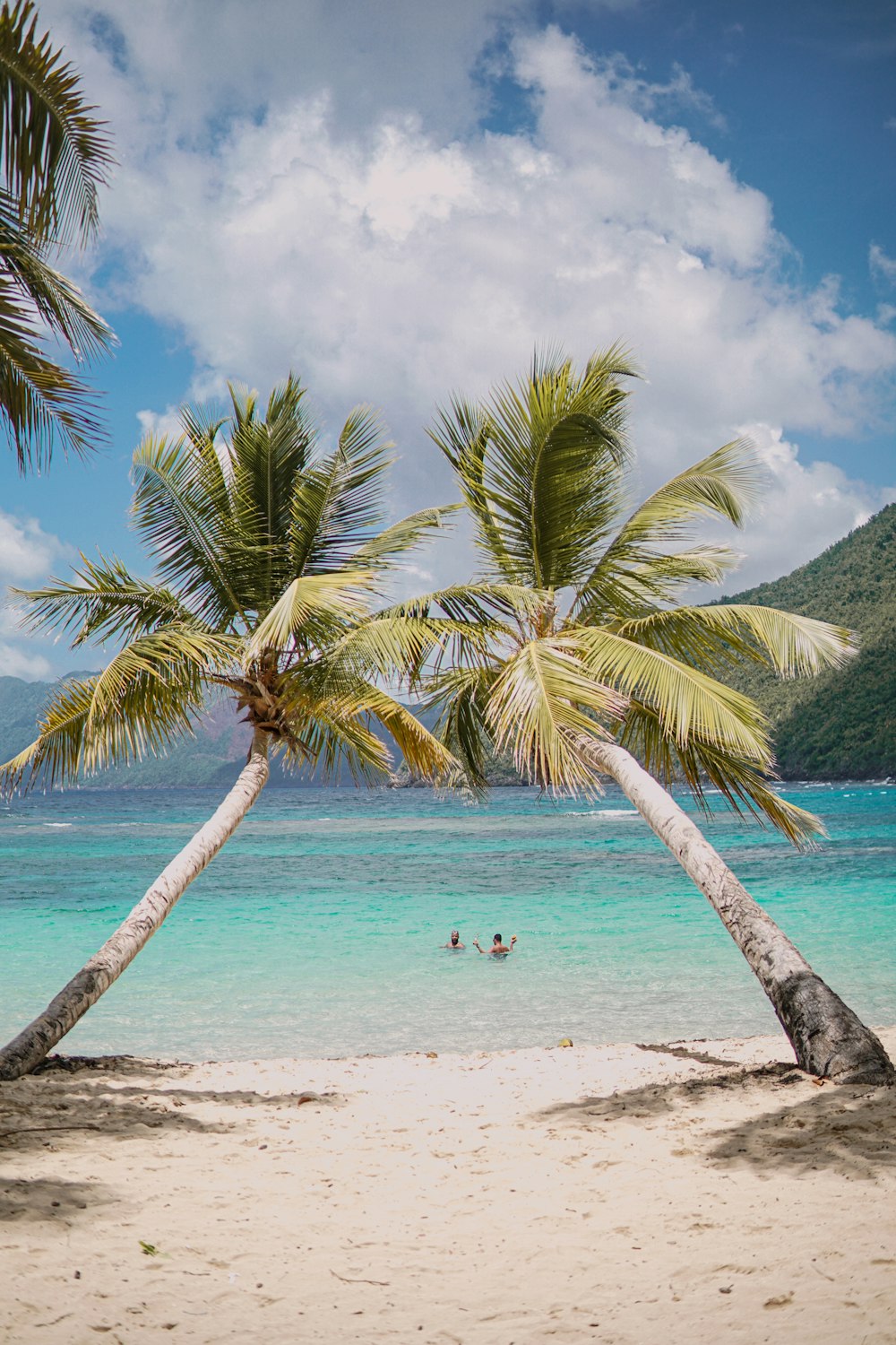 a couple of palm trees sitting on top of a beach