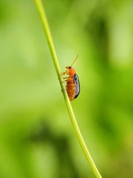 A small orange and black insect is perched on a slender green plant stem against a blurred green background.