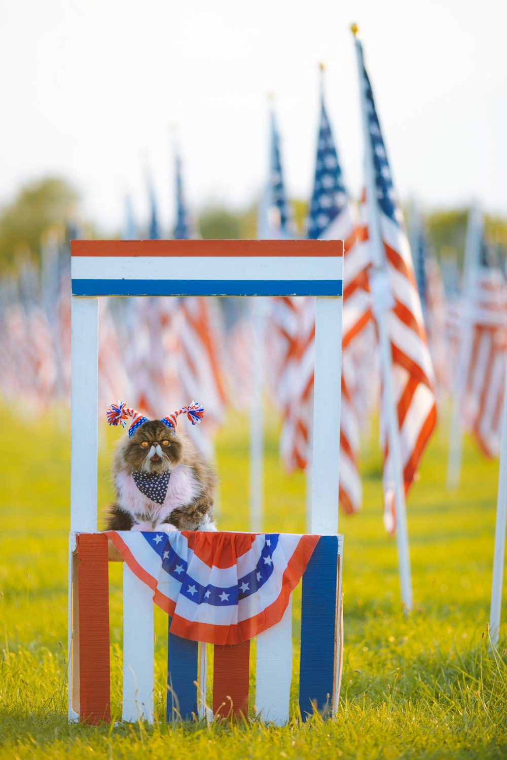 a cat is sitting in a chair made to look like an american flag