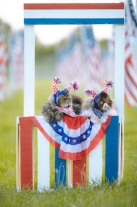 Two fluffy cats wearing patriotic hats decorated with stars and stripes sit behind a wooden frame adorned with red, white, and blue fabric. In the background, American flags are visible, creating a festive atmosphere. The cats appear to be resting on a grassy field.