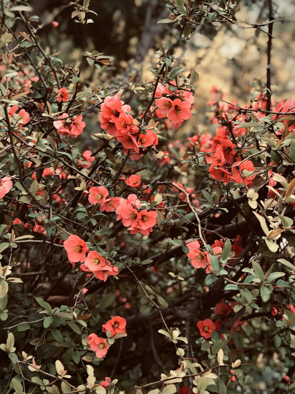 um arbusto com flores vermelhas e folhas verdes
