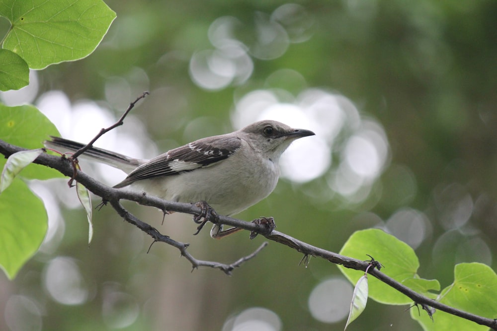 a small bird perched on a branch of a tree