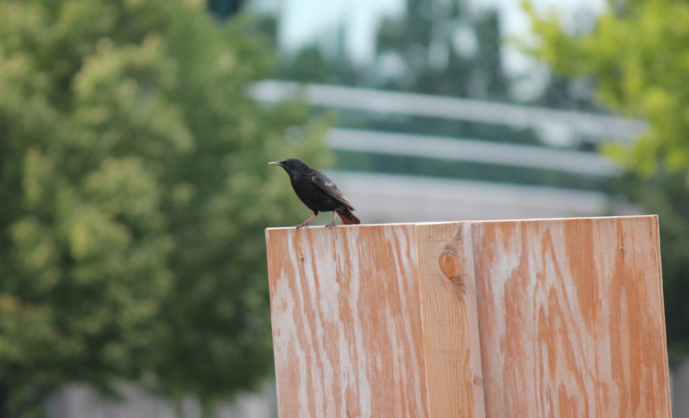 Un uccello nero seduto sulla cima di un palo di legno