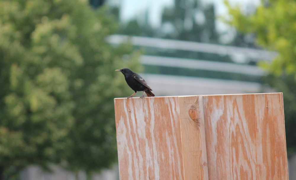 a black bird sitting on top of a wooden post