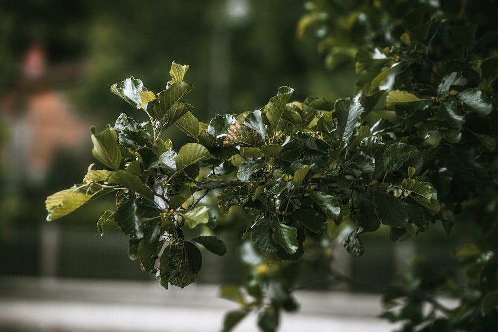 a close up of a tree branch with leaves