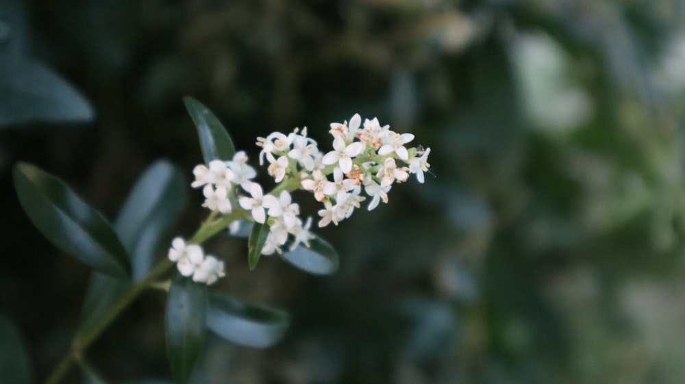 a bunch of small white flowers with green leaves