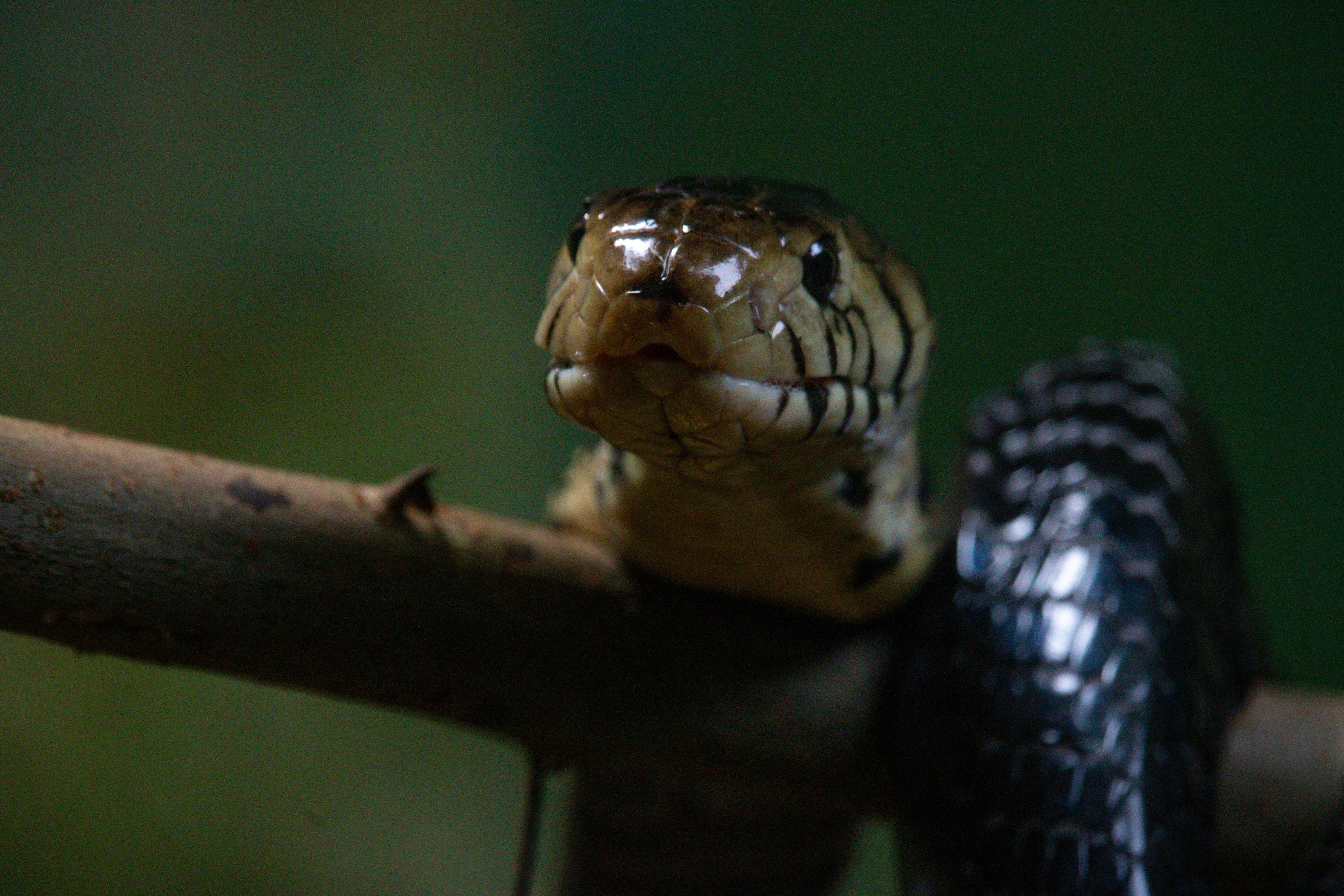 Stop Worshipping Classes — Your Code Needs Verbs