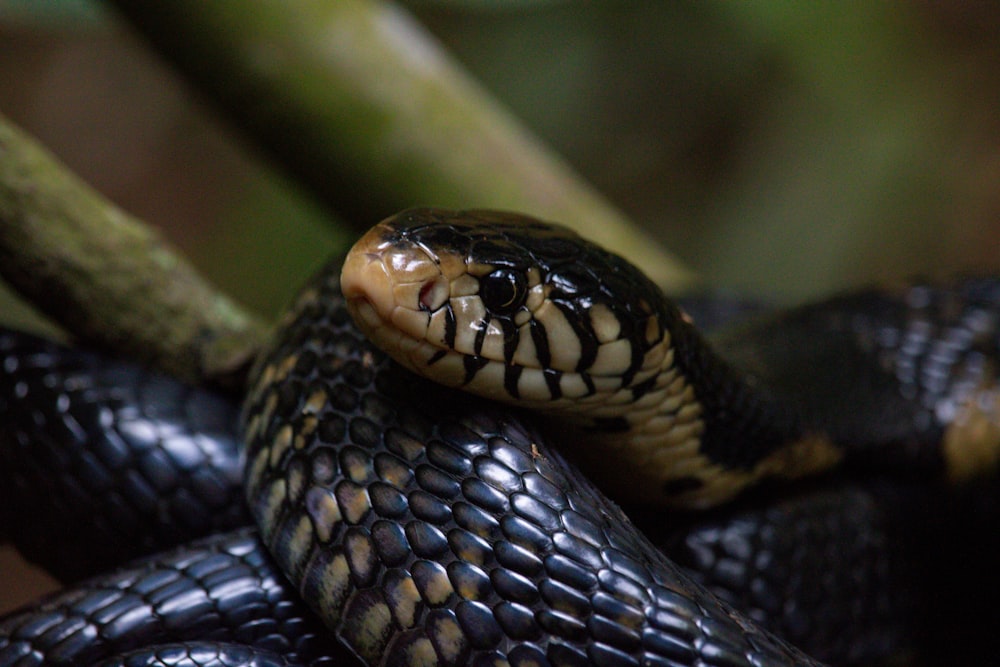 a close up of a snake on a branch