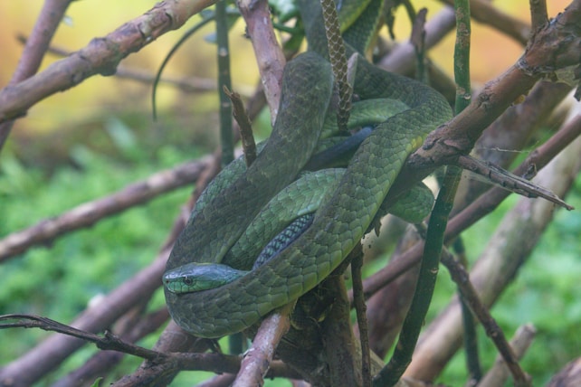 A green snake is coiled around several tree branches surrounded by lush greenery, with its smooth scales and graceful curves highlighted.